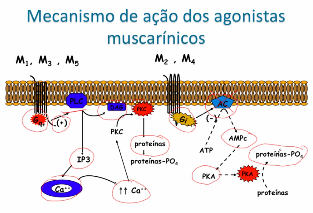 Agonistas e antagonistas dos receptores muscarínicos