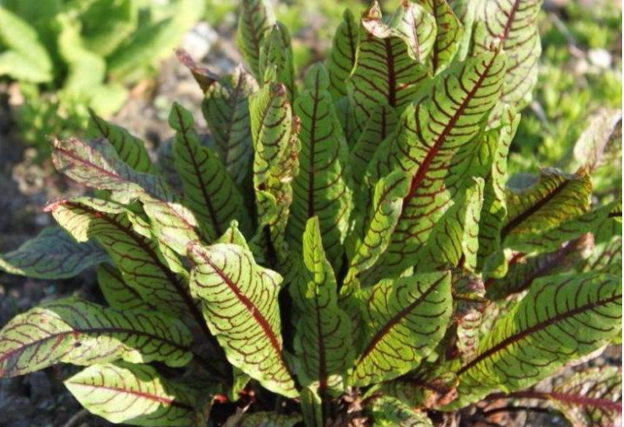 Acedera - Rumex Spp Nefrotoxica