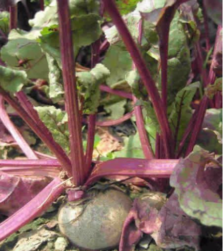 REMOLACHA FORRAJERA Nefrotoxica