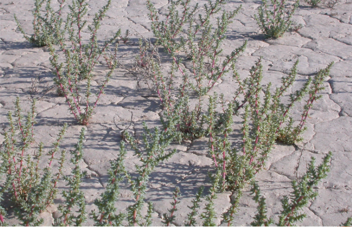HALOGETON Nefrotoxica