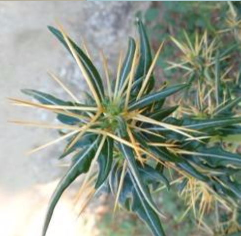ARRANCAMOÑO hepatotoxica