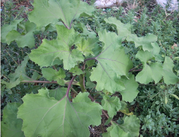 ARRANCAMOÑO hepatotoxica