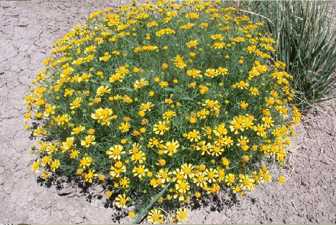 BITTERWEED - HIERBA AMARGA hepatotoxica