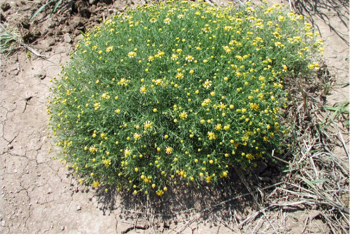 BITTERWEED - HIERBA AMARGA hepatotoxica