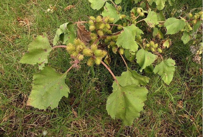 ARRANCAMOÑO hepatotoxica