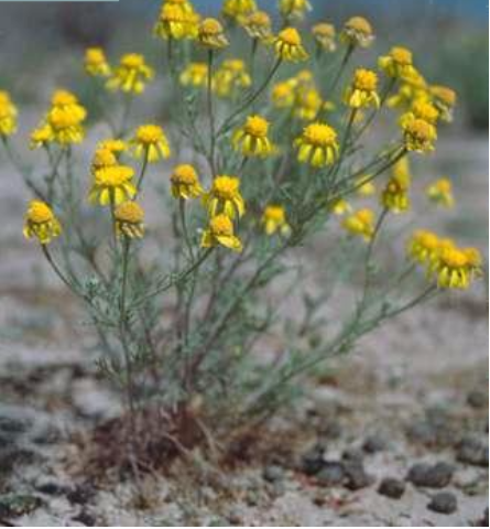 BETTERWEED - HIERBA AMARGA hepatotoxica