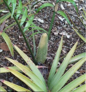 CERATOZAMIA hepatotoxica