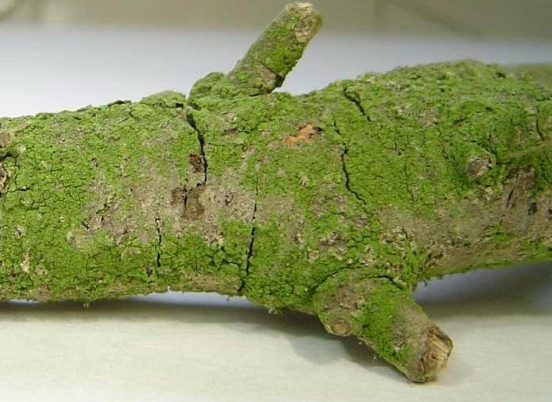 CLOROPHYTA PLEUROCOCCUS O ALGA VERDE hepatotoxica