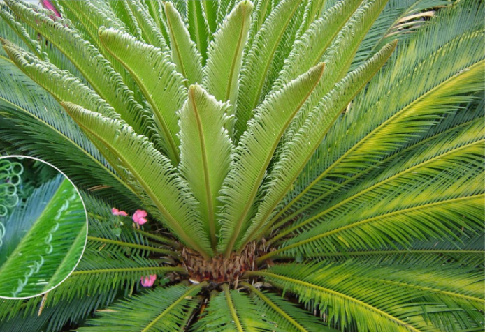 Cicadaceas (Cycas y Zamia spp) HEPATOTOXICA