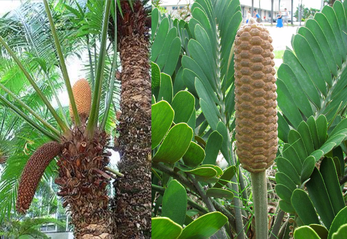 Cicadaceas (Cycas y Zamia spp) HEPATOTOXICA