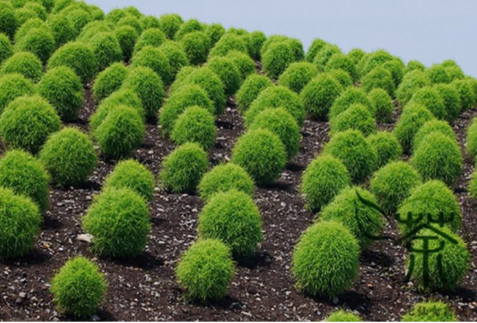Cipres de verano (kochia scoparia) hepatotoxico