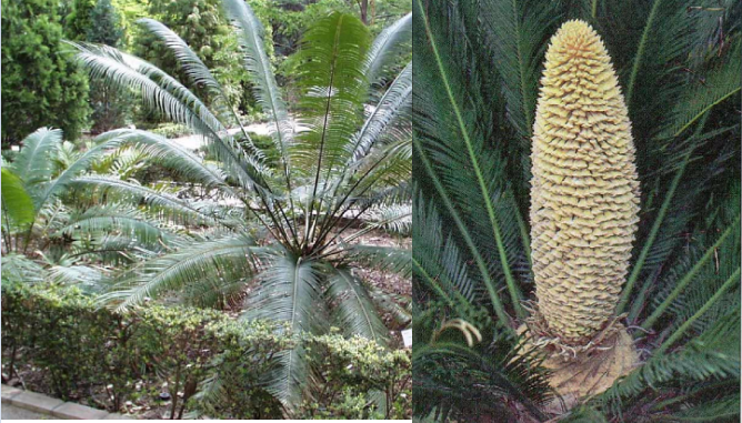 Cycas circinalis, cicadaceas (cycas y zarnia spp) hepatotoxico