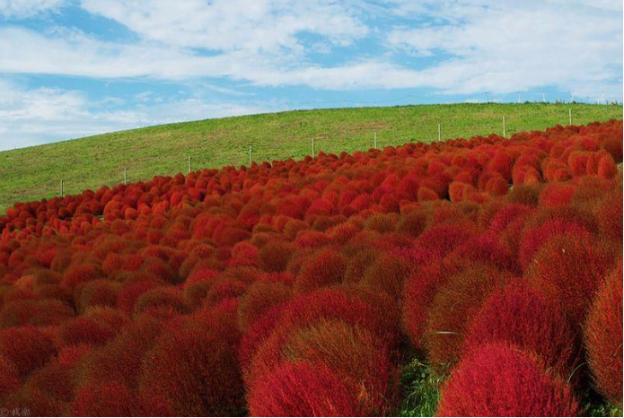 Cipres de verano (kochia scoparia) hepatotoxico
