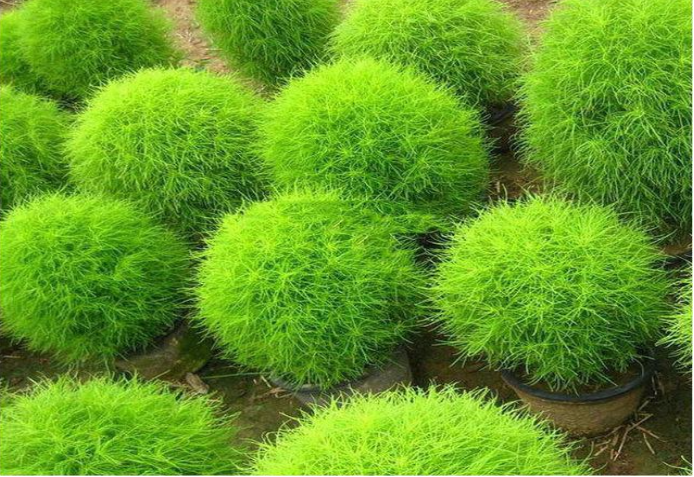 Cipres de verano (kochia scoparia) hepatotoxico
