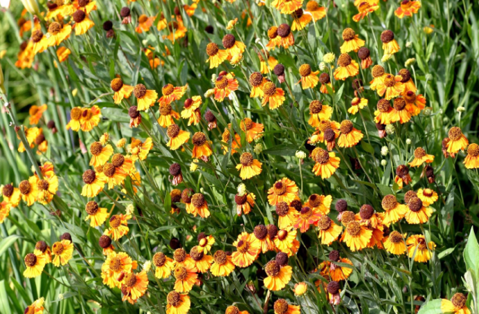 HIERBA DEL ESTORNUDO hepatotoxica