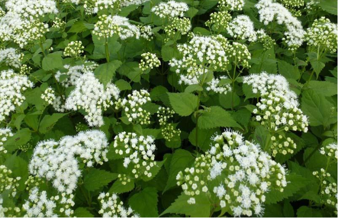 Eupatorio blanco (Eupatorium rugosum). hepatotoxico