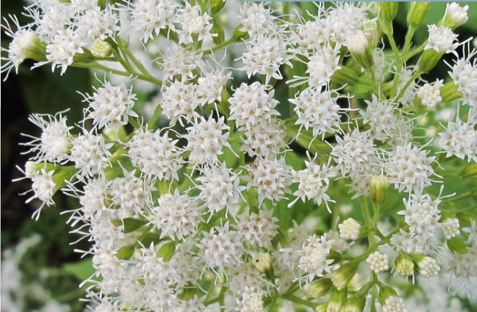 Eupatorio blanco (Eupatorium rugosum). hepatotoxico