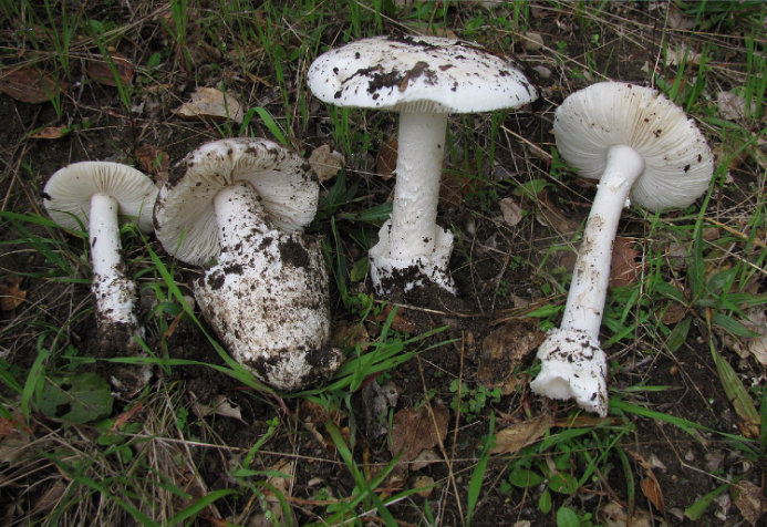 Setas (amanita spp)