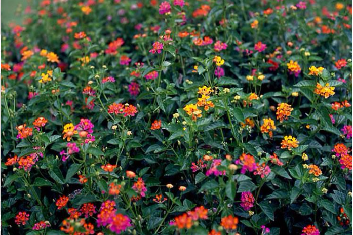 Lantana camara hepatotoxica