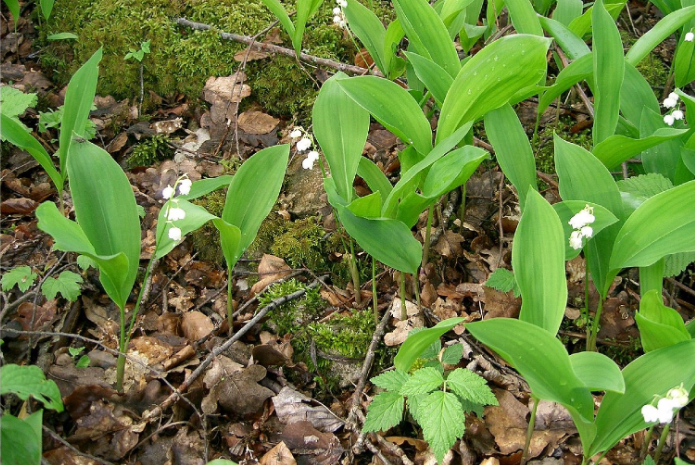 Muguete (Convattaria majalis) hepatotoxico
