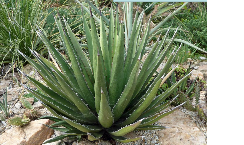 Lechuguilla (agave lechuguilla) hepatotoxica
