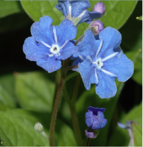 Nomeolvides. (boraginaceas- pirrolizidina alcaloide,) hepatotoxica