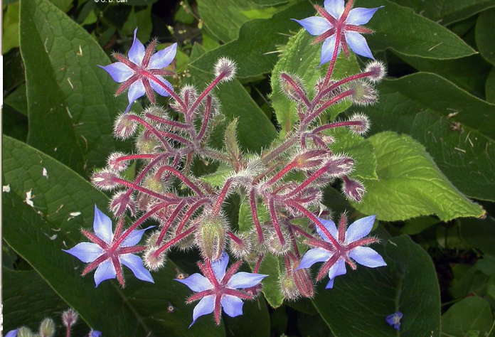 Nomeolvides. (boraginaceas- pirrolizidina alcaloide,) hepatotoxica