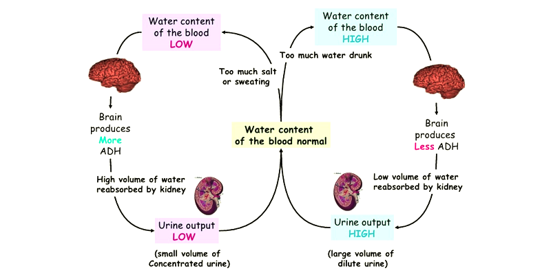 Diagram of osmoregulation negative feedback loop