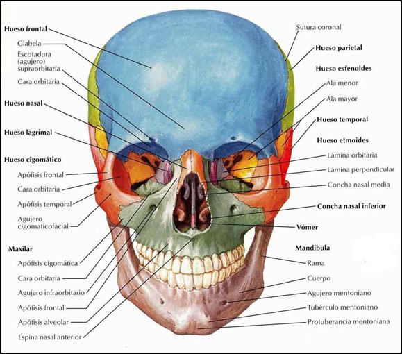 CONCEPTOS DE ANATOMÍA DE LA CABEZA Y DENTAL