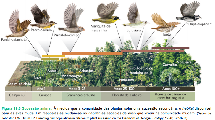 Resumo: Aula 13 – Sucessão ecológica