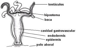 Fisiologia animal I - Nutrição e digestão