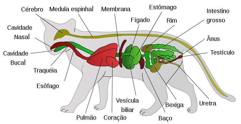 Fisiologia animal I - Nutrição e digestão