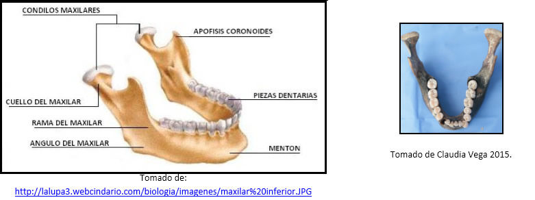 CONCEPTOS DE ANATOMÍA DE LA CABEZA Y DENTAL