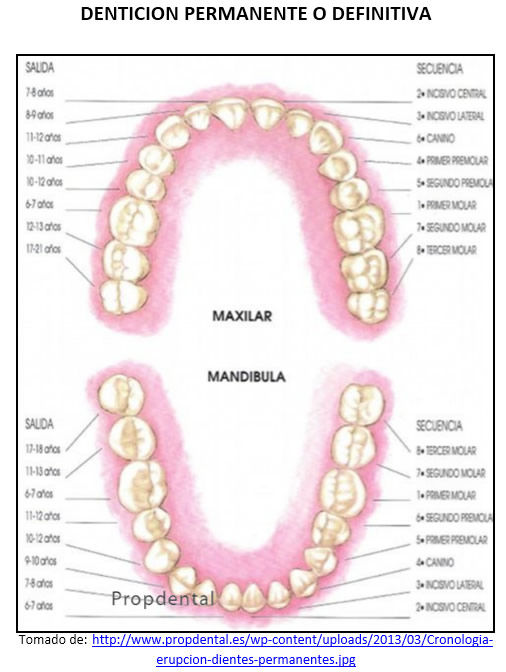 CONCEPTOS DE ANATOMÍA DE LA CABEZA Y DENTAL