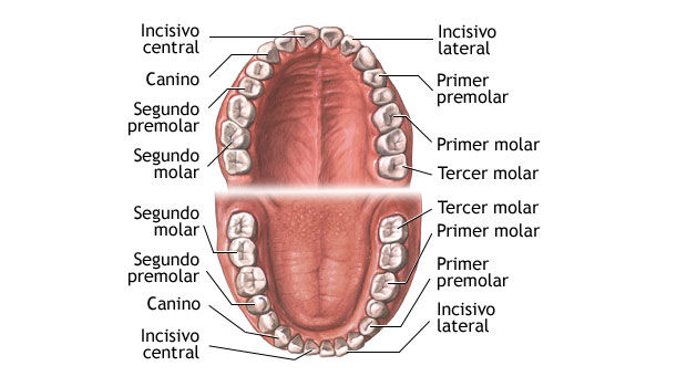 CONCEPTOS DE ANATOMÍA DE LA CABEZA Y DENTAL