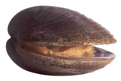 BIBALBIOS