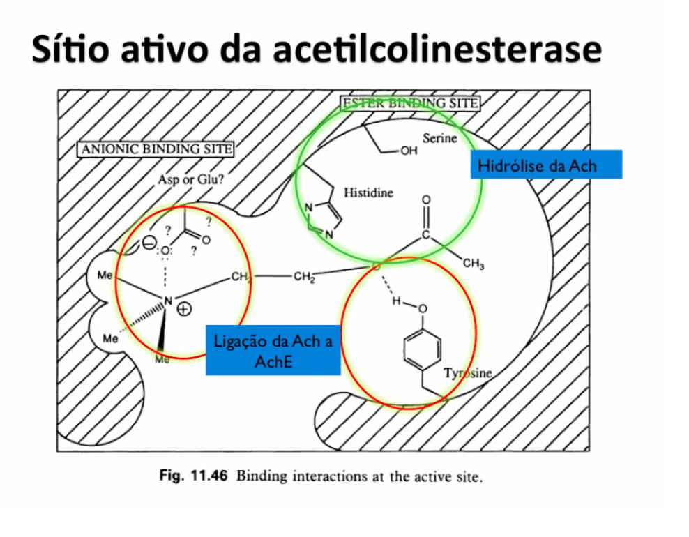 Agentes anticolinesterásicos (agonistas indiretos)