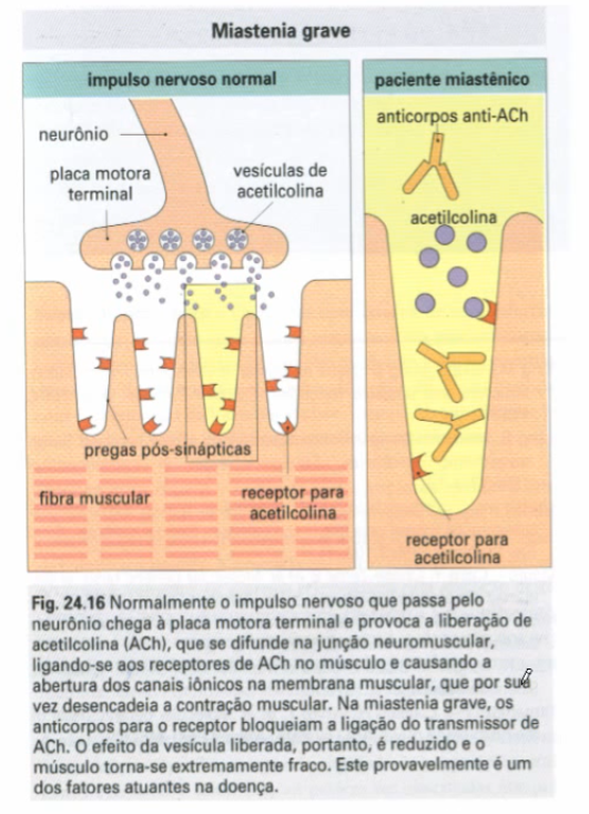 Agentes anticolinesterásicos (agonistas indiretos)
