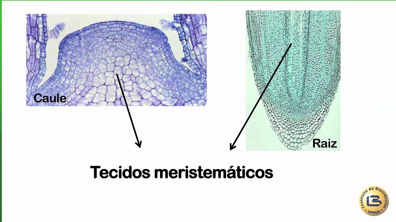 Tecido embrionário formado por células indiferenciadas responsável pela formação de todos os tecidos das plantas