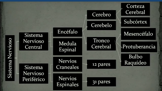 Sistema Nervioso.