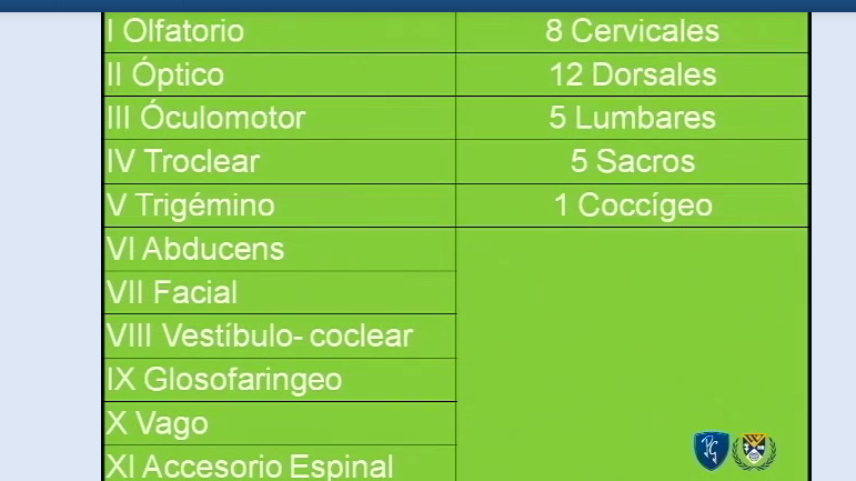 SISTEMA NERVIOSO PERIFERICO.