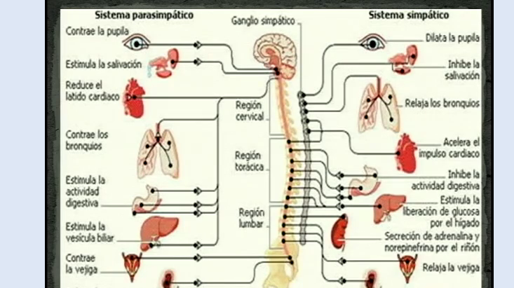 Divison del sistema nervioso periferico o autonomo.