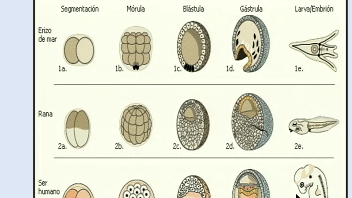 EMBRIOLOLOGIA DEL SISTEMA NERVIOSO