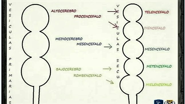 EMBRIOLOGIA SISTEMA NERVIOSO