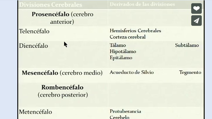 DIVISION DEL SISTEMA NERVIOSO