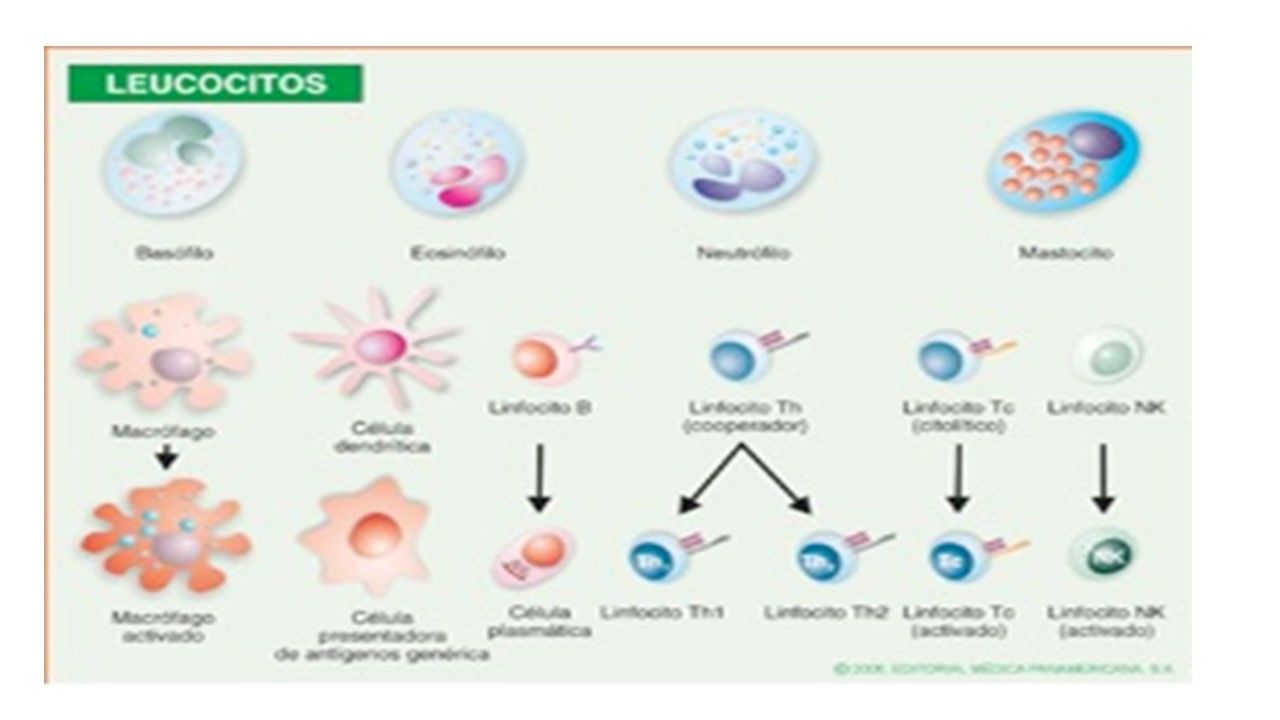 Sesión 32: Biología molecular y genética. Fisiología reproductiva