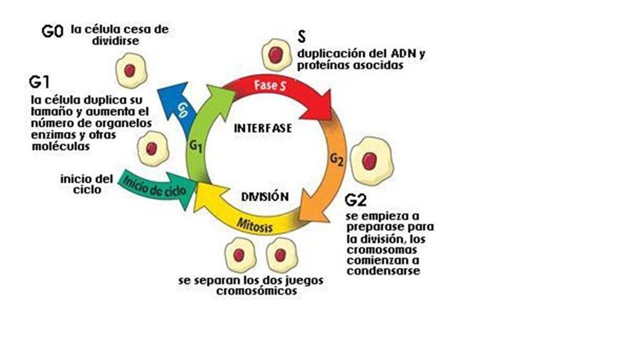 Sesión 32: Biología molecular y genética. Fisiología reproductiva