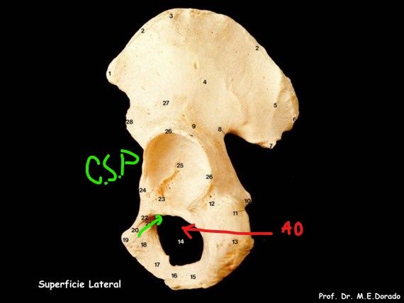Señale el foramen obturador o isquiopúbico y el canal subpúbico