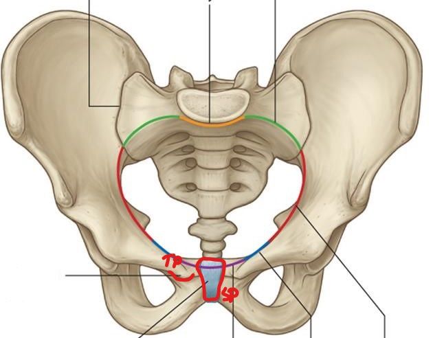 Señale el tubérculo del pubis y la sínfisis púbica