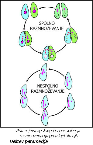 RAZMNOŽEVANJE, RAST IN RAZVOJ ŽIVALI